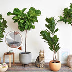 6 Pcs 15.7Inch Plant Pot Grids Cuttable Soil Covers Plant Protectors from Cats Pot Grid Cover Indoor for Outdoor Garden Protection Flower Decoration Tree Barrier Ring