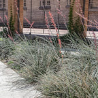 Live Succulents Plants Live Red Yucca Plant, Outdoor Plants Live Yucca Plants, Outdoor Yucca Plants Live Plants, Succulent Plants Live Outdoor Plants, Succulents Live Accent Plant by Plants for Pets