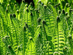 Greenwood Nursery: Live Perennial Plants - Ostrich Fern + Matteuccia Struthiopteris - [Qty: 2X Pint Pots] - (Click for Other Available Plants/Quantities)