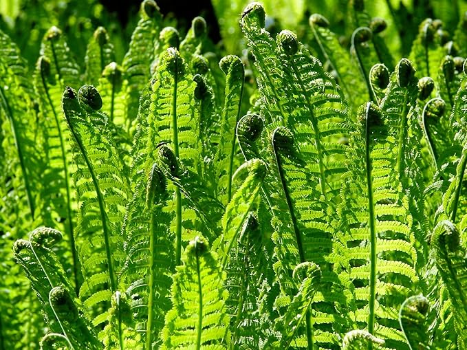 Greenwood Nursery: Live Perennial Plants - Ostrich Fern + Matteuccia Struthiopteris - [Qty: 2X Pint Pots] - (Click for Other Available Plants/Quantities)