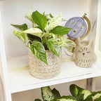Marble Queen Pothos Plant in 4 Inch Planter Pot for Plants, Low Light Plants Live Houseplants, Pothos Live Plant Decor, Live Plants Indoor Plants Live Houseplants Live Indoor Plants by Plants for Pets