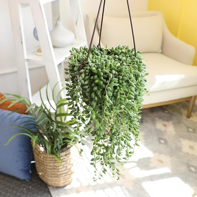 String of Raindrops Succulent Plant Decor Hanging Basket, Real Succulents & Houseplants for Home or Office, Senecio, Curio, Unique House Plants