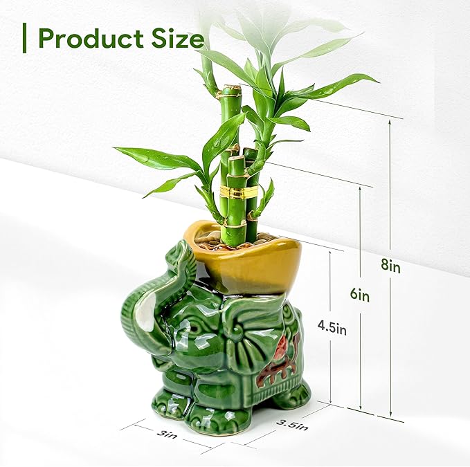 Lucky Bamboo 3-Stalk Set with Pebbles in Elephant Gold Ingot Pot – 6'' 6'' 8'' Live Plant for Wealth and Prosperity