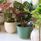 Pet Safe Live Prayer Plant Calathea Collection (3PK) in 4 Inch Pots, Pet Friendly Houseplants, Rattlesnake Plant, Orbifolia, Non-Toxic Houseplant Mix