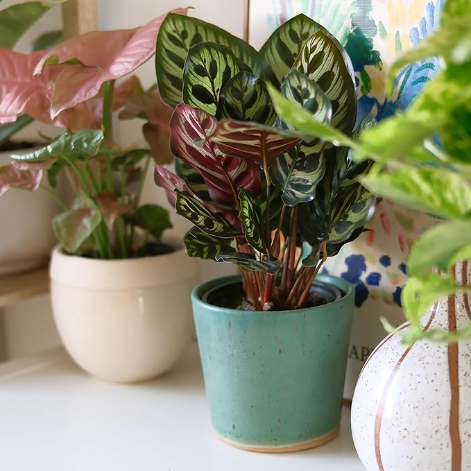 Pet Safe Live Prayer Plant Calathea Collection (3PK) in 4 Inch Pots, Pet Friendly Houseplants, Rattlesnake Plant, Orbifolia, Non-Toxic Houseplant Mix