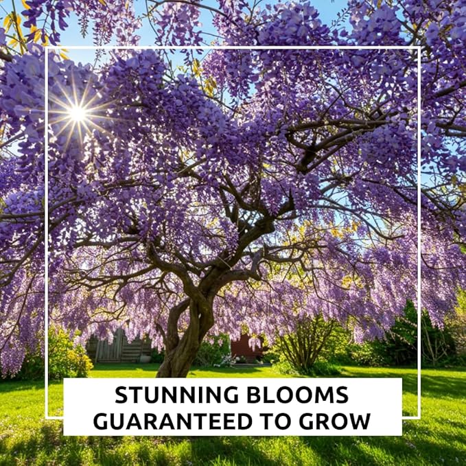 Stunning Live 1 Potted Chinese Blue Weeping Wisteria Tree Fresh Plant