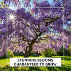 Stunning Live 1 Potted Chinese Blue Weeping Wisteria Tree Fresh Plant