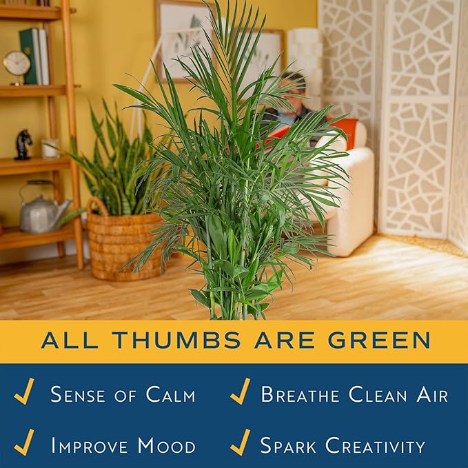 Costa Farms Bamboo Palm Live Plant in Decorative Pot, Air Purifying Large Indoor Houseplant, Perfect for Home, Room, or Office Decor, Great House Warming or Birthday Gift, 3-4 Feet Tall
