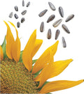 Burpee Super Snack Sunflower Seeds 50 seeds