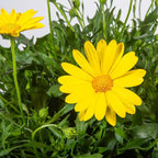 Costa Farms Coreopsis Live Outdoor Plants (2-Pack), Colorful Perennial Flowers in 2-Qt. Grow Pots, Sun-Loving Long-Blooming Tickseed for Garden Beds, Borders, and Patio, Attracts Pollinators