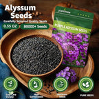 Alyssum Seeds for Planting - Purple Royal Carpet, Sweet Purple Alyssum Flower Seeds, Fragrant Perennial Ground Cover Seeds for Garden Beds, Borders and Containers.