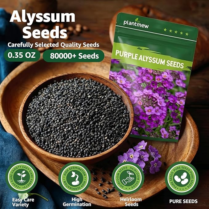 Alyssum Seeds for Planting - Purple Royal Carpet, Sweet Purple Alyssum Flower Seeds, Fragrant Perennial Ground Cover Seeds for Garden Beds, Borders and Containers.