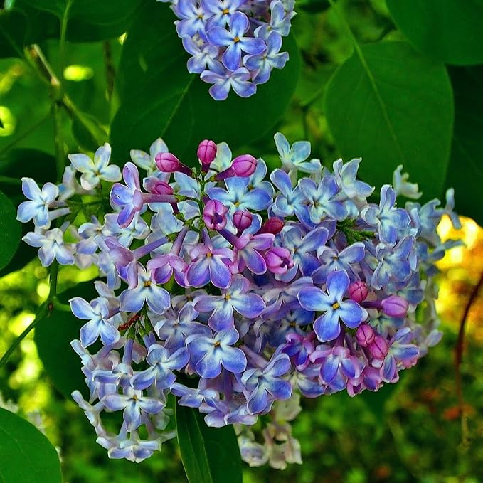 CarpetC 300+ Lilac Seeds for Planting, Hardy Perennial Shrub Non-GMO Fragrant Spring Blooms Syringa vulgaris for Home Outdoor Borders, Hedges & Pollinator Gardens