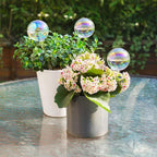 [3PCS] Light Iridescent Rainbow Gradient Color Clear Glass Self-Watering System Spikes, Automatic Plant Waterer Bulbs
