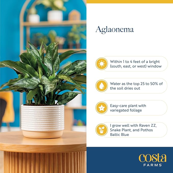 Costa Farms Chinese Evergreen, Easy to Grow Live Indoor Plant Aglaonema, Potted Houseplant in Cute Decor Pot, Everyday Gift for Mom, Wife, Daughter, Son Room Decor, 1 Foot Tall