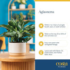Costa Farms Chinese Evergreen, Easy to Grow Live Indoor Plant Aglaonema, Potted Houseplant in Cute Decor Pot, Everyday Gift for Mom, Wife, Daughter, Son Room Decor, 1 Foot Tall