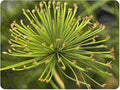 Dwarf Egyptian Papyrus - Cyperus isocladus - Non-Invasive - Indoor | Outdoor - Water Garden Bog - Live Plant - Green Texture - Emerald's - Starter Size - 4 Inch Pot