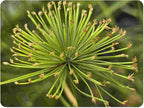 Dwarf Egyptian Papyrus - Cyperus isocladus - Non-Invasive - Indoor | Outdoor - Water Garden Bog - Live Plant - Green Texture - Emerald's - Starter Size - 4 Inch Pot