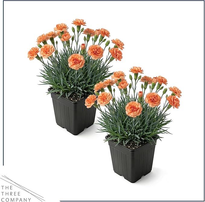 Live Dianthus 2-Pack – Orange Sparkler – Fragrant Spring Perennial, Deer Resistant, 10” Tall, 1 Qt Pot