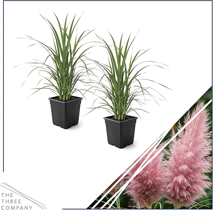 Live Ornamental Pampas Grass (Cortaderia selloana) - Pink (2 Pack) - Perennial Accent Plant - 10" Tall by 5" Wide in 1.5 Qt Pot