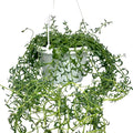 String of Dolphins Plant – Live 6” Hanging Basket Dolphin Succulent - Easy-Care Rare Air-Purifying Houseplant for Home, Office, Wedding Decor or Birthday Gift (Heat Pack Included)