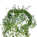 String of Dolphins Plant – Live 6” Hanging Basket Dolphin Succulent - Easy-Care Rare Air-Purifying Houseplant for Home, Office, Wedding Decor or Birthday Gift (Heat Pack Included)
