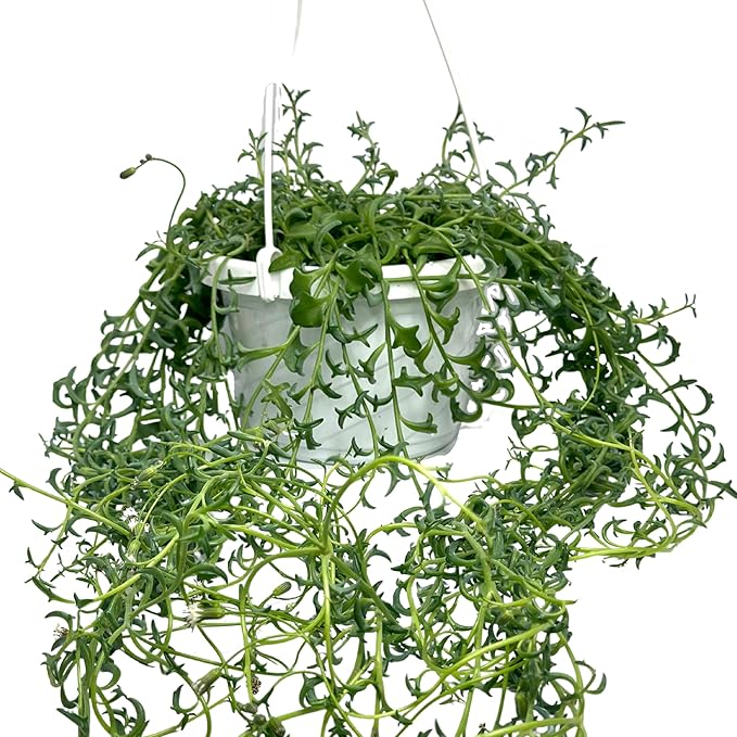 String of Dolphins Plant – Live 6” Hanging Basket Dolphin Succulent - Easy-Care Rare Air-Purifying Houseplant for Home, Office, Wedding Decor or Birthday Gift (Heat Pack Included)