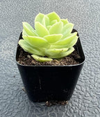 Sprout N Green Echeveria Honey Melon, Live Succulent Plant Fully Rooted in 2" Pots with Soil Mix, Real Houseplant for Indoor Outdoor Home Office Wedding Decoration Party Favor