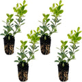 ragnaroc Japanese Boxwood 2-4" (Buxus microphylla VAR. Japonica) 4ct - Live Plant for Indoor Outdoor Use, Garden & Landscaping - Live Arrival Guaranteed