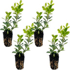 ragnaroc Japanese Boxwood 2-4" (Buxus microphylla VAR. Japonica) 4ct - Live Plant for Indoor Outdoor Use, Garden & Landscaping - Live Arrival Guaranteed