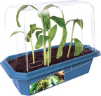 Toys By Nature Bananas Sprout Terrarium - Indoor Banana Growing Starter Kit - Complete Supplies to Cultivate Edible Mini Bananas at Home - Plants Grow up to 1 Foot per Month - Easy & Fun for All Ages
