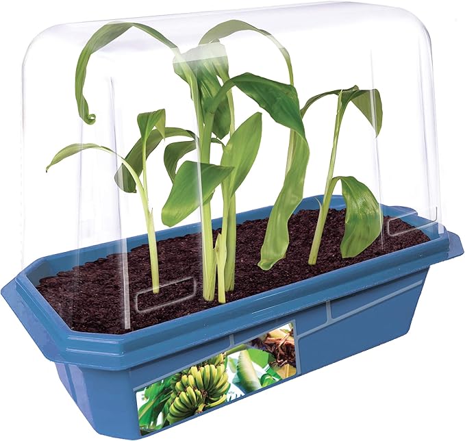 Toys By Nature Bananas Sprout Terrarium - Indoor Banana Growing Starter Kit - Complete Supplies to Cultivate Edible Mini Bananas at Home - Plants Grow up to 1 Foot per Month - Easy & Fun for All Ages