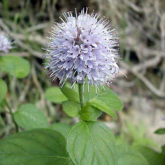 Chalily Water Mint, a Great Live Pond Plant for Your Water Garden. Filters The koi and Goldfish Pond. Good for Bogs, Plant Shelf or Shallow Water This marginal Aquatic is a Real Beauty