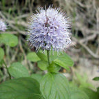 Chalily Water Mint, a Great Live Pond Plant for Your Water Garden. Filters The koi and Goldfish Pond. Good for Bogs, Plant Shelf or Shallow Water This marginal Aquatic is a Real Beauty