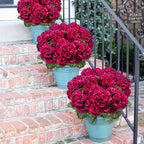6 Bundles Artificial Geranium Flowers for Outdoors, Realistic Silk Geraniums Fake Flowers UV Resistant Faux Plants for Porch Front Door Planter Patio Balcony Outside Decor (Fuchsia)