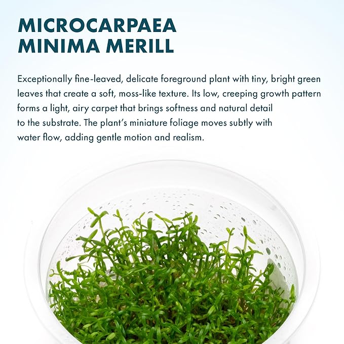 SubstrateSource Live Plant - Microcarpaea Minima Tissue Culture Aquatic Live Aquarium Plant - 100% Snail Free in Vitro Cup (Microcarpaea Minima)