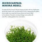 SubstrateSource Live Plant - Microcarpaea Minima Tissue Culture Aquatic Live Aquarium Plant - 100% Snail Free in Vitro Cup (Microcarpaea Minima)