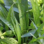 Chalily Blue Bells, a Great Live Pond Plant for Your Water Garden. Filters koi and Goldfish Ponds. Good for Bogs, Plant Shelf or Shallow Water This marginal Aquatic is a Real Beauty