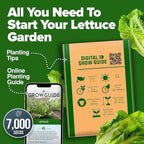 HOME GROWN Romaine Lettuce Seeds, Paris Island Bulk Pack, 7000+ Lettuce Seeds for Planting, High Germination Heirloom Vegetable Seeds,Works Indoor in Hydroponic Garden and Outdoor