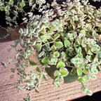 Sprout N Green 4" Sedum Little Missy Variegated, Live Trailing Succulent Rooted in Pot, House Plant for Home Office Wedding Hanging Decoration, DIY Projects, Party Favor, Pet Friendly, Easy to Care