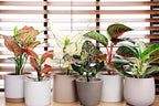 Elevate Your Space with Gardenera's Organic Potting Mix - Tailored for Thriving Aglaonema Plants and Lush Leaves - 2 Quart