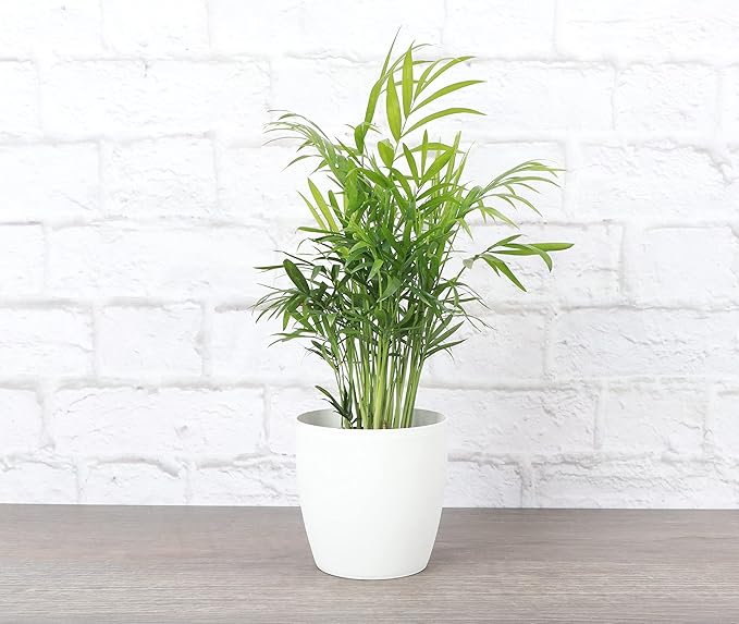 Thorsen's Greenhouse Parlor Palm Plant, Live Indoor Plant, Neanthe Bella Palm, Natural Air Purifier, Easy to Grow, Pet Safe Plant, 4-inch Diameter Pot (White)
