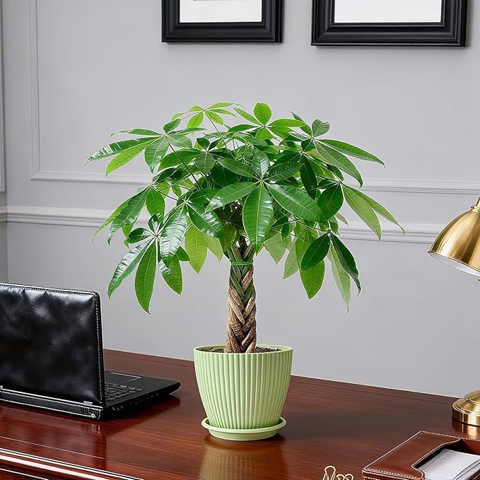 Sprout N Green 8-10" Money Tree with 5 Lucky Braid, Live Plant with Green Stripe Pot, Decoration for Indoor Home Office Tabletop Windowsill Side Table, Gift for Housewarming Mother's Day