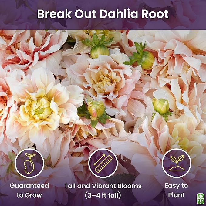 Break Out Dahlia - 5 Gallon Size Bare Root Tuber Multi-Color - Vibrant Multi-Colored Blooms for Spring Planting 2025 - Large Tuber for Stunning Garden Displays