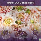 Break Out Dahlia - 5 Gallon Size Bare Root Tuber Multi-Color - Vibrant Multi-Colored Blooms for Spring Planting 2025 - Large Tuber for Stunning Garden Displays