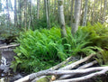 10 Roots TN Otrich Glade Fern Rhizome Matteuccia Struthiopteris - Live Root Plant