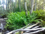 10 Roots TN Otrich Glade Fern Rhizome Matteuccia Struthiopteris - Live Root Plant