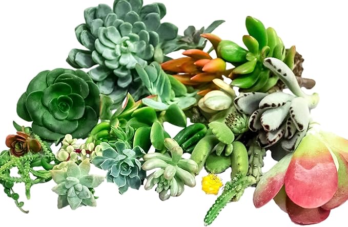 Fat Plants San Diego Original 25 Succulent Cuttings