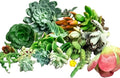 Fat Plants San Diego Original 25 Succulent Cuttings