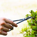 KAKURI Satsuki Bonsai Scissors Made in Japan 7", Japanese Carbon Steel Blade, Precision Bonsai Shears for Fine Pruning and Trimming